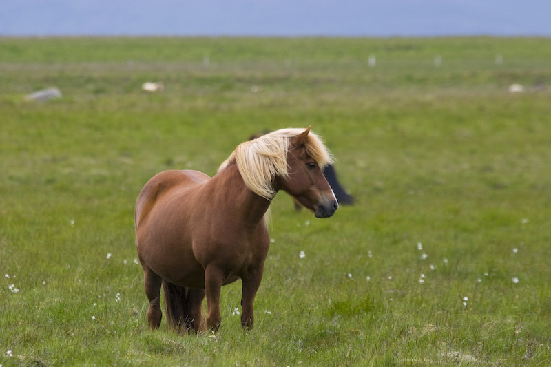 Icelandic Horse